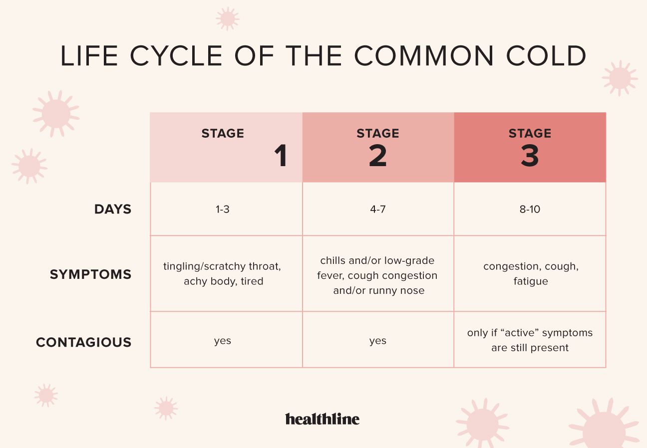 life cycle of the common cold infographic